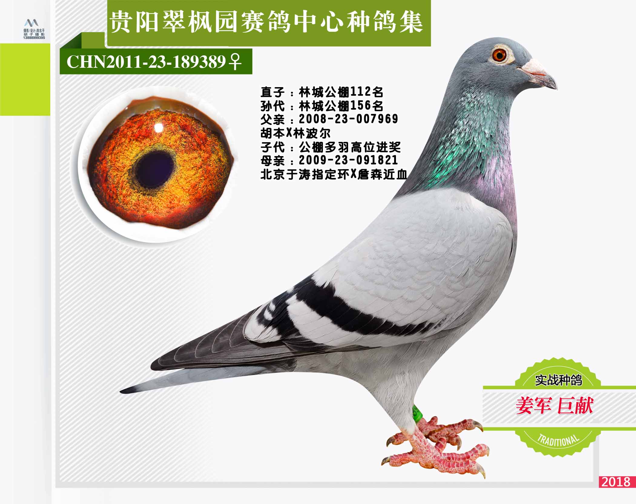 翠枫园赛鸽中心种鸽拍卖专集照片欣赏